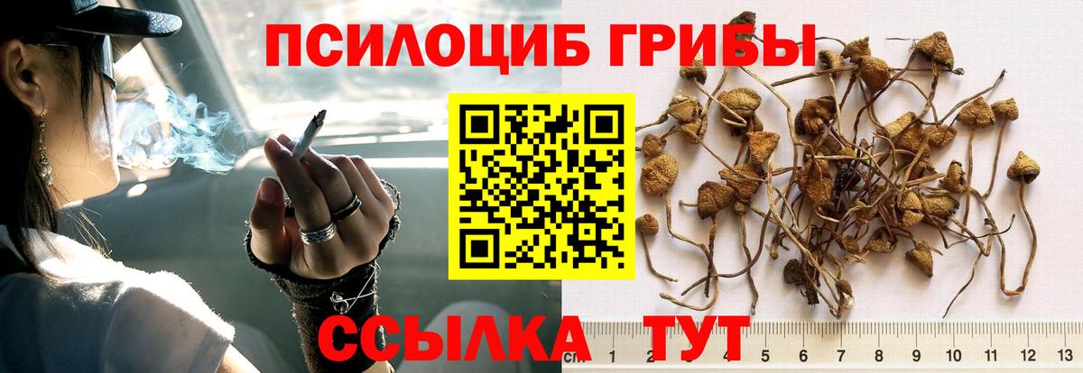 Галлюциногенные грибы Psilocybe Дербент